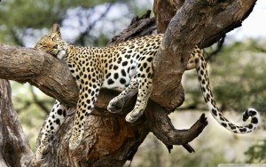 Storehouse Company Leopard