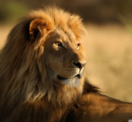 Storehouse Company Lion