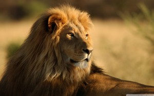 Storehouse Company Lion