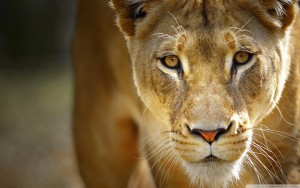 Storehouse Company Lioness