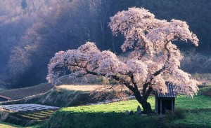 Storehouse Company Japan